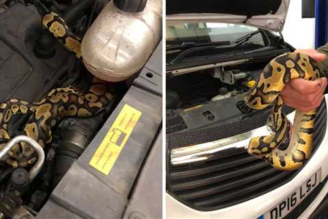 Mechanic finds escaped python under car bonnet during MOT