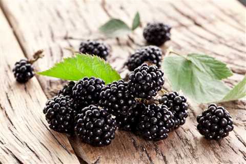Blackberry Care – How To Grow And Harvest Blackberries