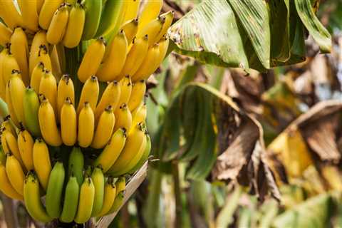 Banana Growing Problems – Fixing Common Banana Tree Issues