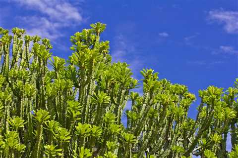 Euphorbia Neriifolia: How to Grow &amp; Care for the Indian Spurge Tree