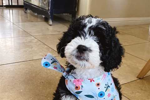 Meet Maisey