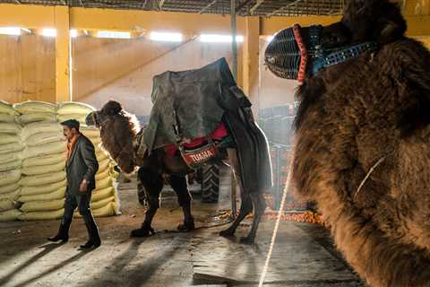 Inside a Turkish Camel-Wrestling Festival