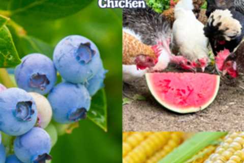 Top Five Summer Treats for Chickens