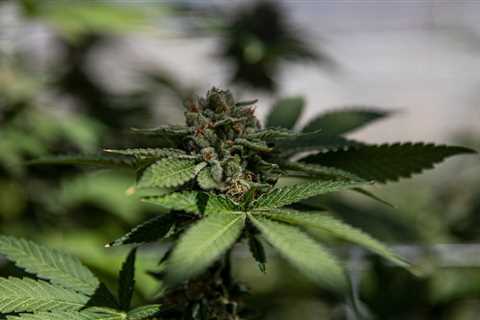 Why Marijuana Can Disqualify a Runner From the Olympics