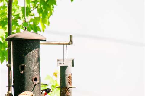 7 Best Bird Feeder Poles