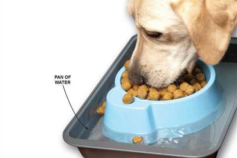 40 Perfect Pet Projects to Show Your Pet Some Love