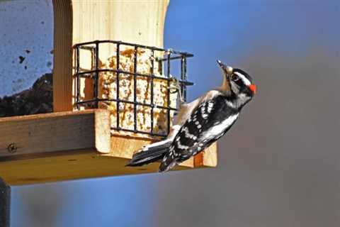 9 Foods You Should Never Feed to Birds