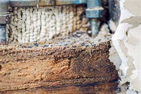 How To Identify and Get Rid of Carpenter Ants