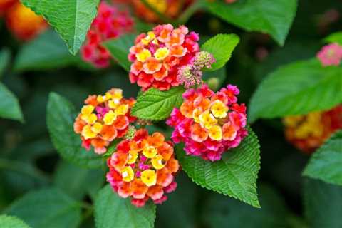 How to Grow &amp; Care for Verbena Plants