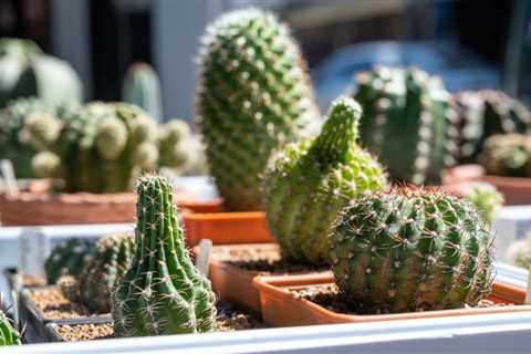 Etiolated Succulents: How to Spot &amp; Fix Etiolation