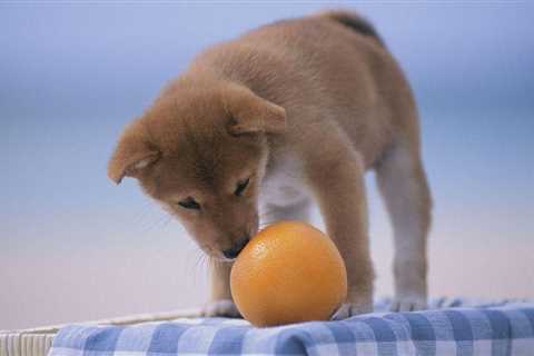 Can Dogs Eat Oranges Every Day And Have A Healthier Life
