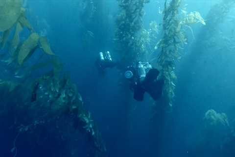 ‘The Loneliest Whale: The Search for 52’ Review: Sea Hunt