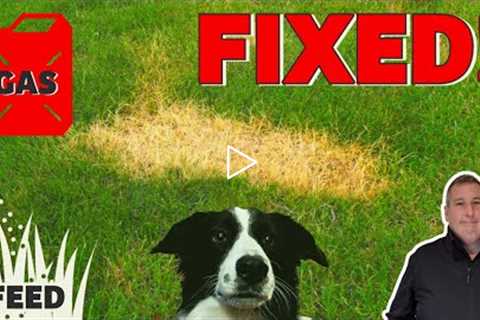 How to make easy repairs to a lawn  DOG URINE, FERTILIZER and petrol or GAS BURNS  Before and after