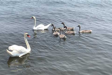To Kill a Swan? Dispute Over a Bird’s Fate Ends With a Twist.