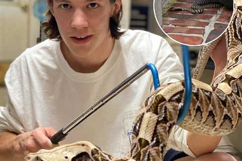 TikToker Arrested for Failing to Inform Police Deadly Spitting Cobra Escaped 7 Months Ago