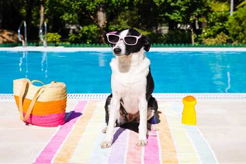 How to keep your pet safe this summer