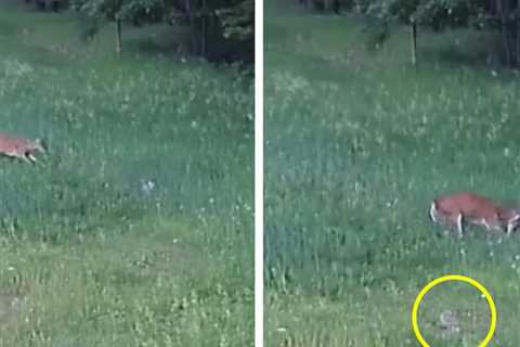 Astonishing Footage Shows Deer Killing Hawk to Rescue Rabbit