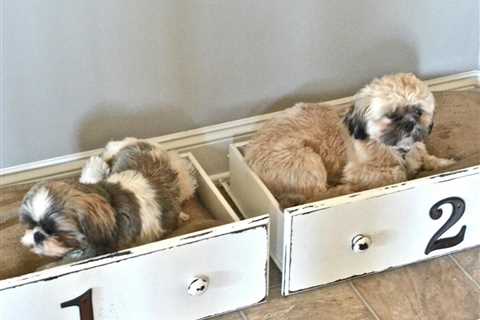 14 Adorable DIY Dog Beds