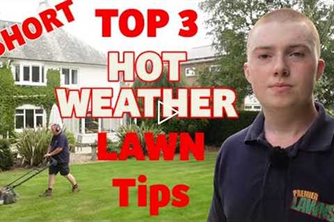 Top 3 Hot weather lawn tips #shorts