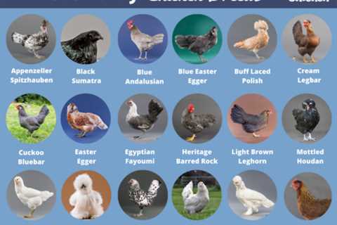 How to Pick the Best Chickens for Hot Weather