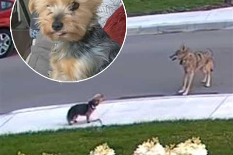 Watch Hero Yorkie Save Young Girl From Coyote Attack