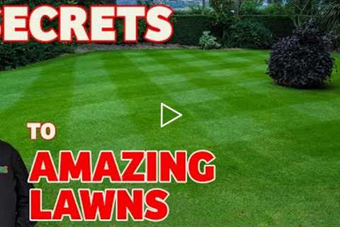 How to make your lawn GREEN and KILL CLOVER &amp; RED THREAD |  August lawn care tips