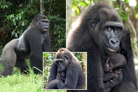 World first as gorillas born in captivity give birth to baby in wild