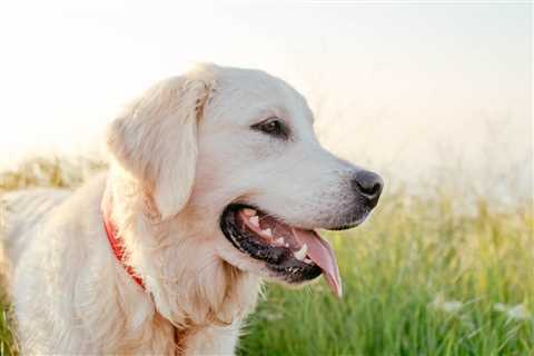 The Most Popular Dog Breeds in Every State