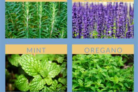 Herbs for Chickens -Top 6 to Grow for your Flock