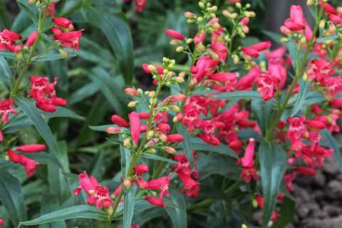Best Drought-Resistant Perennials