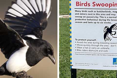 Baby Killed in Magpie Attack in Australia