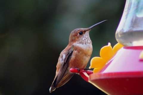 How to Attract Hummingbirds: 10 Expert Tips