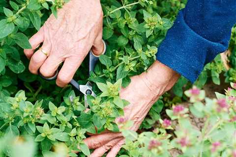 5 Best Garden Scissors of 2021