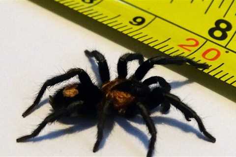 How Fast Do Tarantulas Grow?