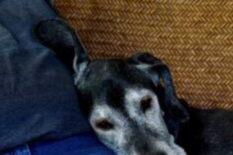 Dog Cloud Beds Enhancing Your Dogs Life Now And Into The Future