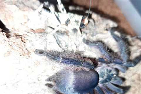 Tapinauchenius violaceus (Purple Tree Spider) Tarantula Care Sheet