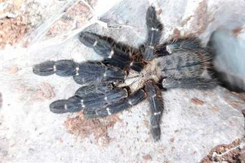 Cyriopagopus sp. Hati Hati (Purple Earth Tiger) Care Sheet