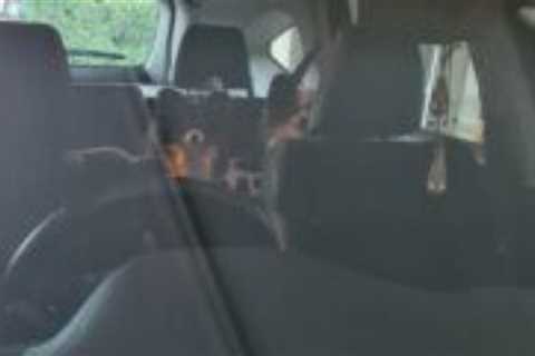 I Can See Dog Car Seat
