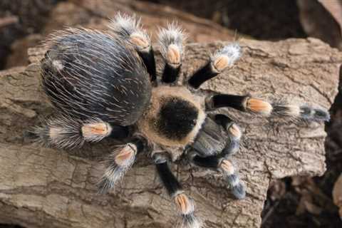 Friendliest Tarantula Species: What are the Most Docile Pet Tarantulas?