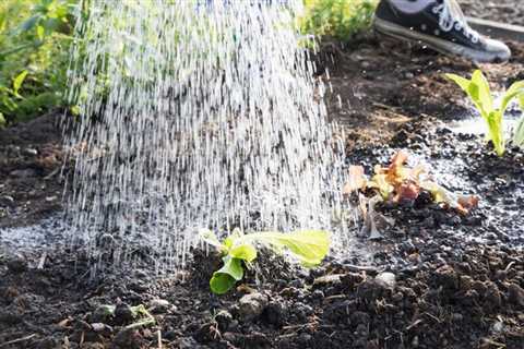 What is a Victory Garden?