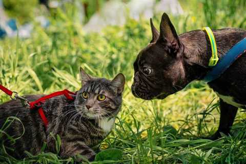 How to Choose the Right Leash for Your Cat