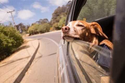 These are travel-friendly dog breeds that you can take anywhere