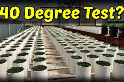Can Grass Survive 140 Degrees For Months?? Heat Tolerance Vs Drought Tolerance