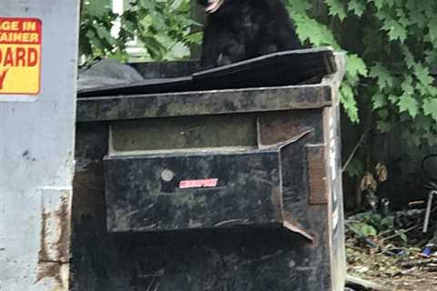 California Man Startled by Bear in Dumpster Sues