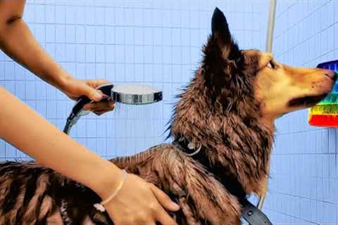 Priceless Hacks And Tricks For Pet Owners