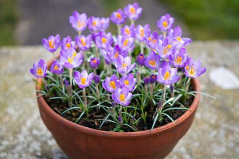 How to Plant Bulbs in Pots