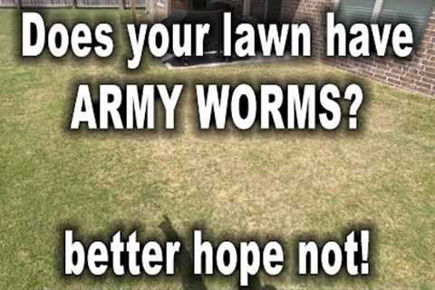 My lawn got destroyed by ARMY WORMS very FAST!!! // Warning Signs to Look For // Is your grass DEAD?