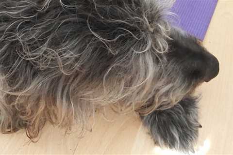 The Hairy PT