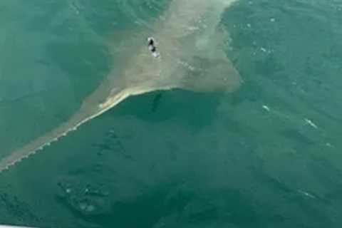 Is that a fish? Florida fish caught by a Wisconsin family is'super-rare'