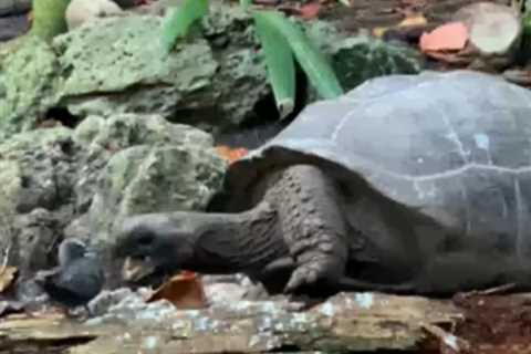 Giant Tortoise Recorded Attacking and Eating Bird For First Time in the Wild Horrifies Scientists